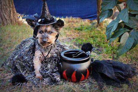 Yorkie dog dressed as a witch sitting next to a cauldron