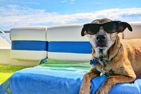 Dog wearing sunglasses while relaxing on a boat